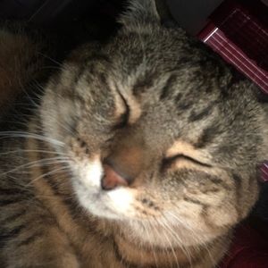 Meet your Posher, Donna